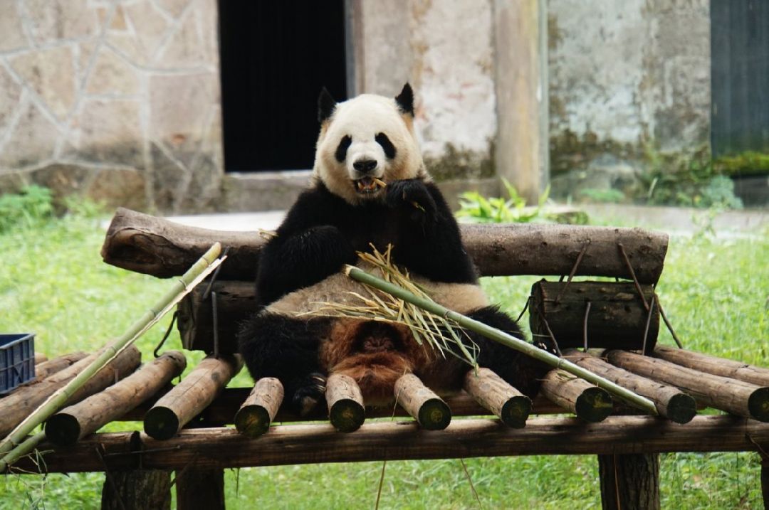 看熊猫攻略（最佳时间+位置+路线）尊龙凯时ag旗舰厅网站重庆动物园