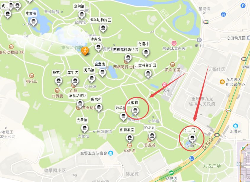 看熊猫攻略（最佳时间+位置+路线）尊龙凯时ag旗舰厅网站重庆动物园(图3)